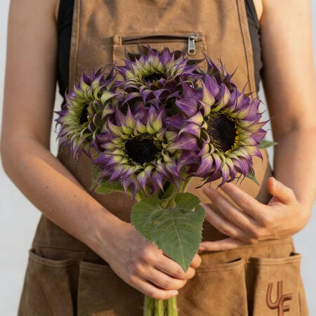 SunFill&trade; Purple, (F1) Sunflower Seeds - Packet image number null